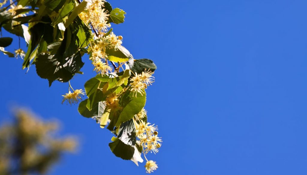 blossoming linden branch blossoming linden branch