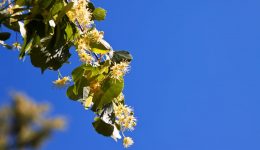blossoming linden branch blossoming linden branch
