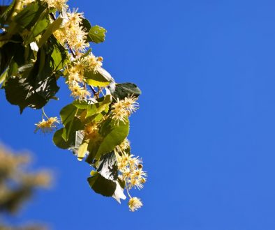 blossoming linden branch