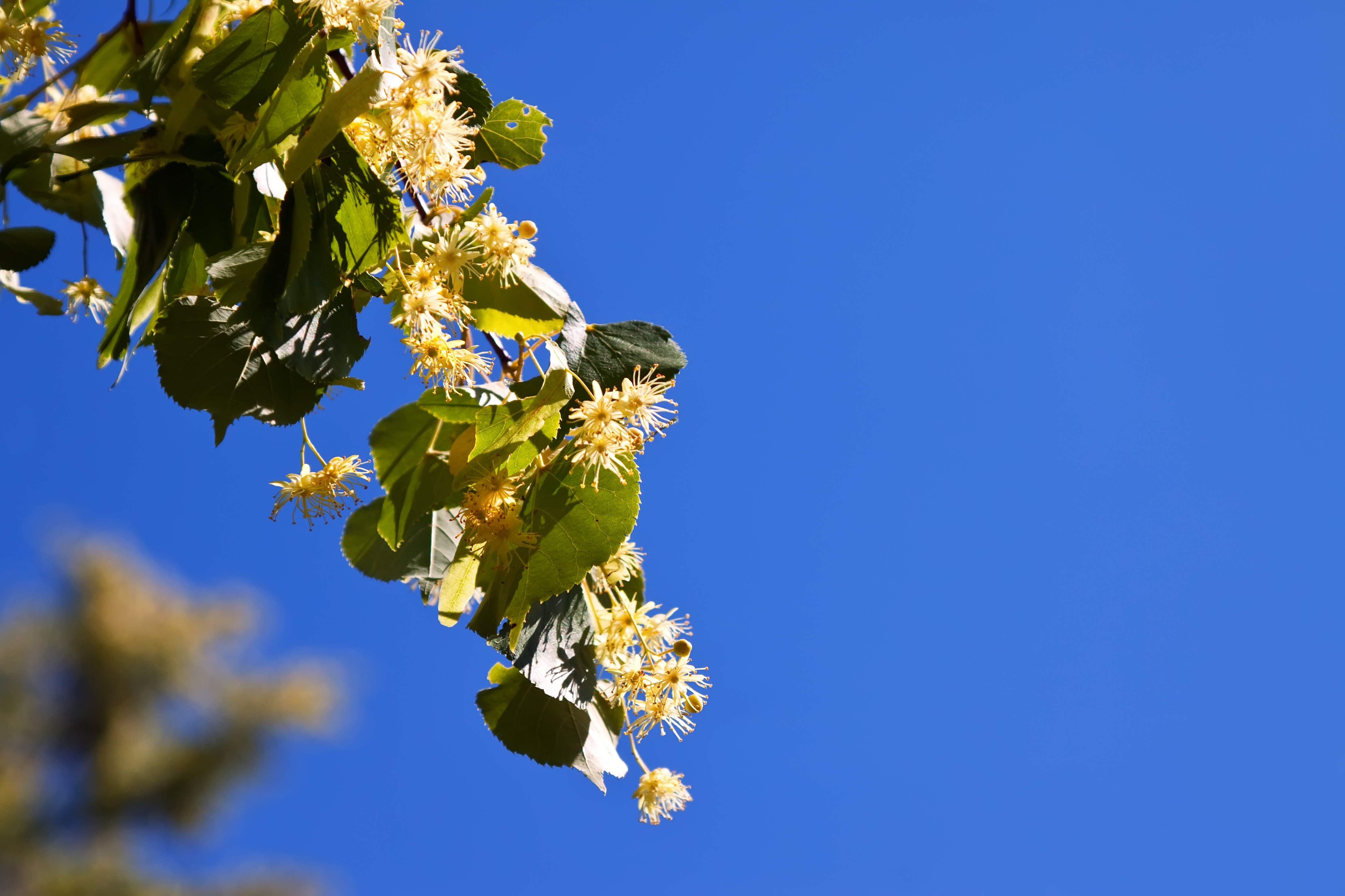 blossoming linden branch blossoming linden branch