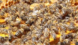 bees beehive beekeeping honey 48022 bees beehive beekeeping honey 48022