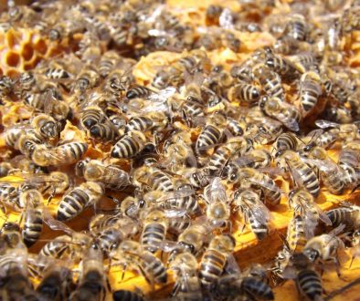 bees beehive beekeeping honey 48022
