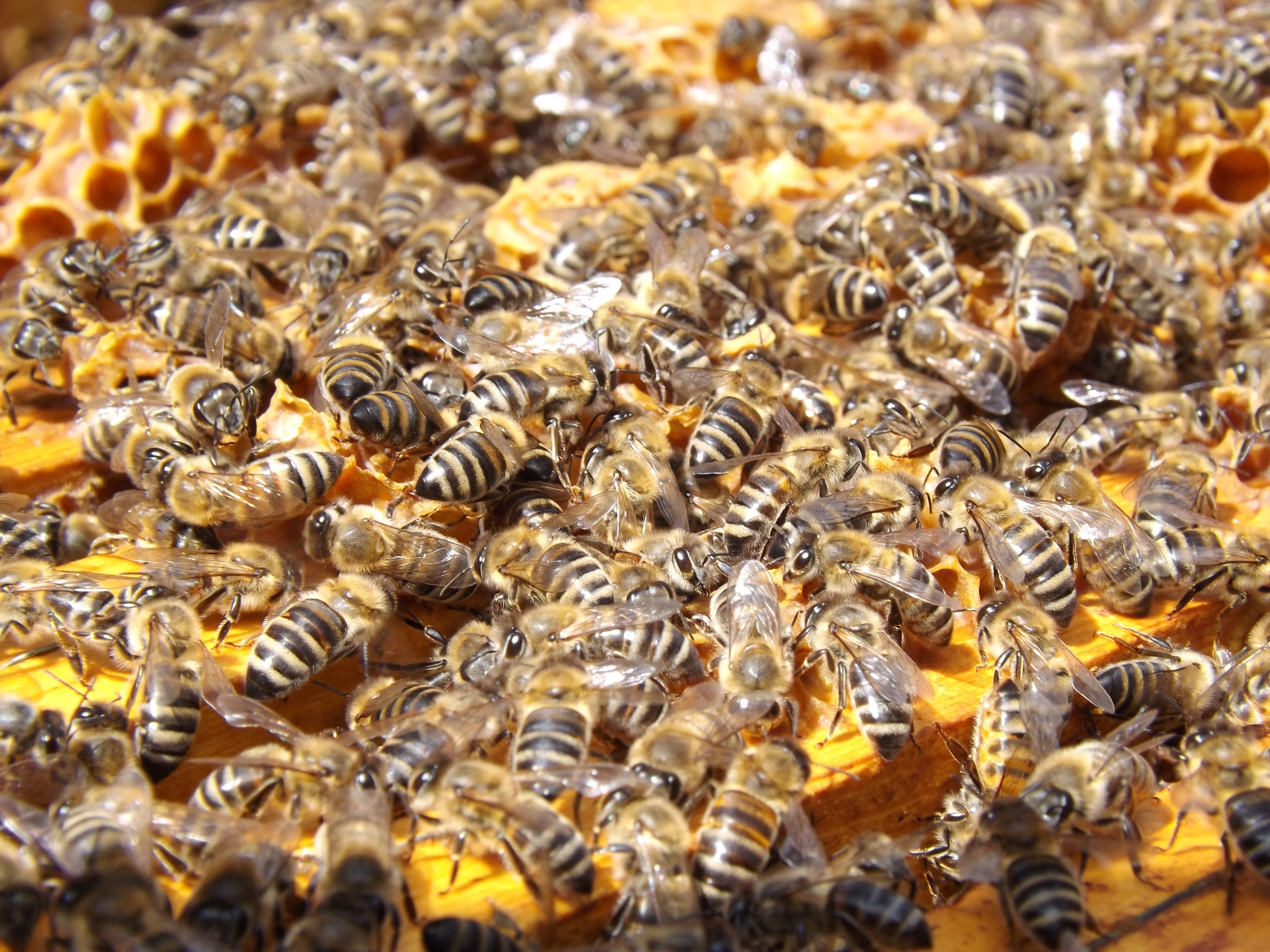 bees beehive beekeeping honey 48022