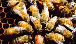 bee bee
