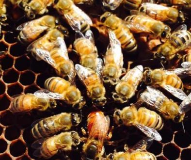 bee bee