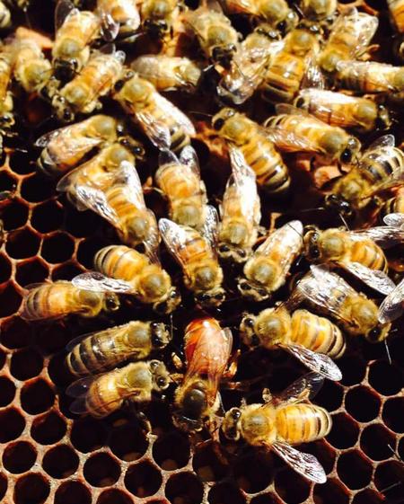 bee bee