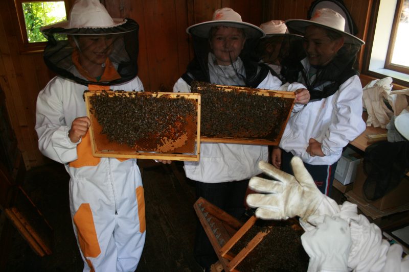 Skupinska v čebelnjaku